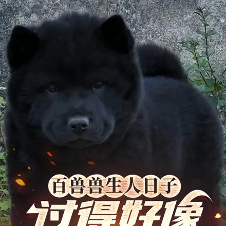 ���鶯��һ������Ǯ���Ҳ�������